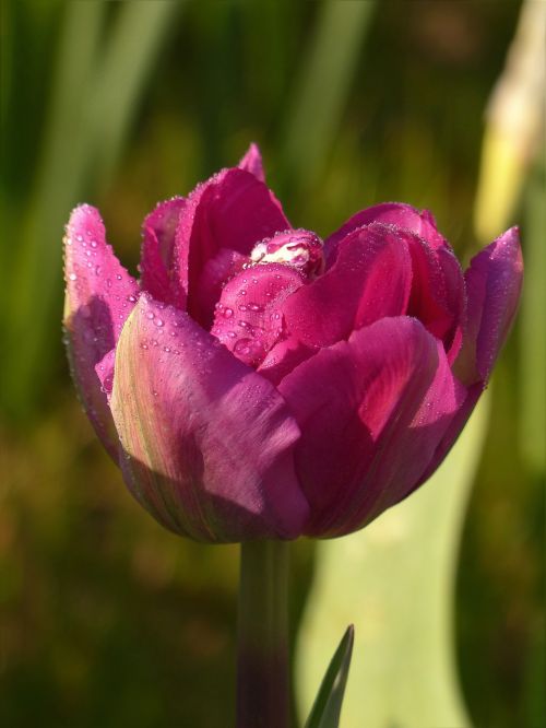 flower tulip pink