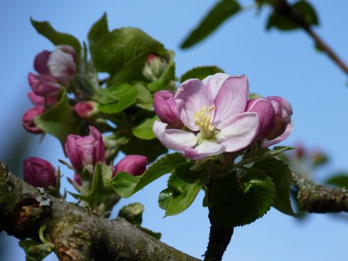 blossom bloom apple