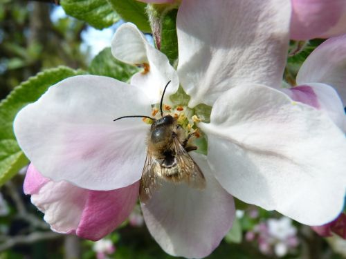 blossom bloom bee