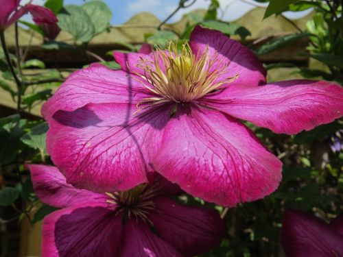 flower climbing rose garden