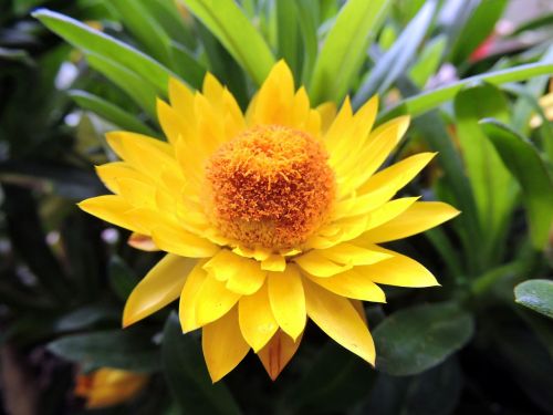 flower yellow petal