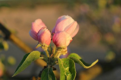 blossom bloom apple tree