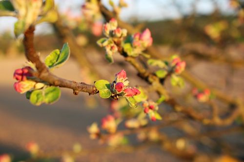 blossom bloom apple tree