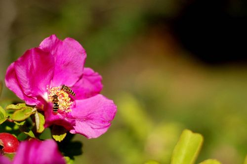 flower pink nature