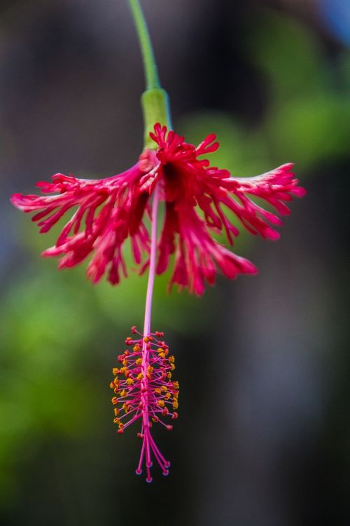 blossom bloom exotic plants