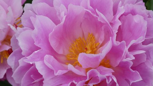 flower pink rhododendron