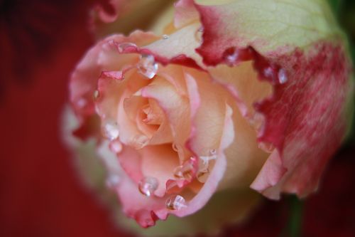 flower floral rose
