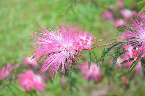flower plush flower pink