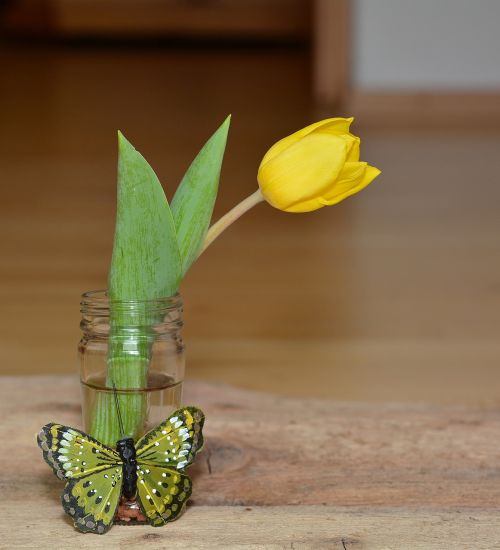 flower tulip vase