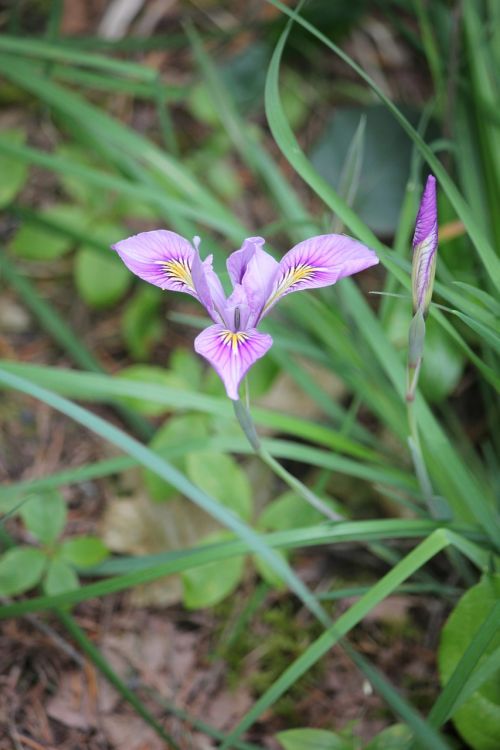 flower forest leaves