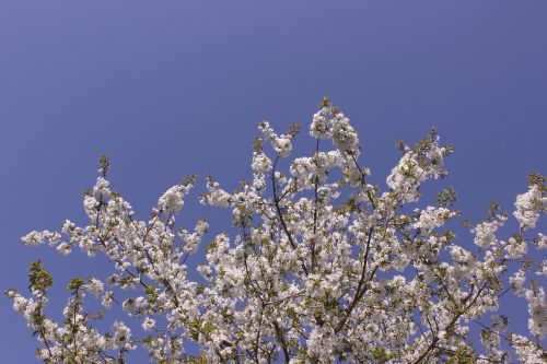 blossom bloom cherry