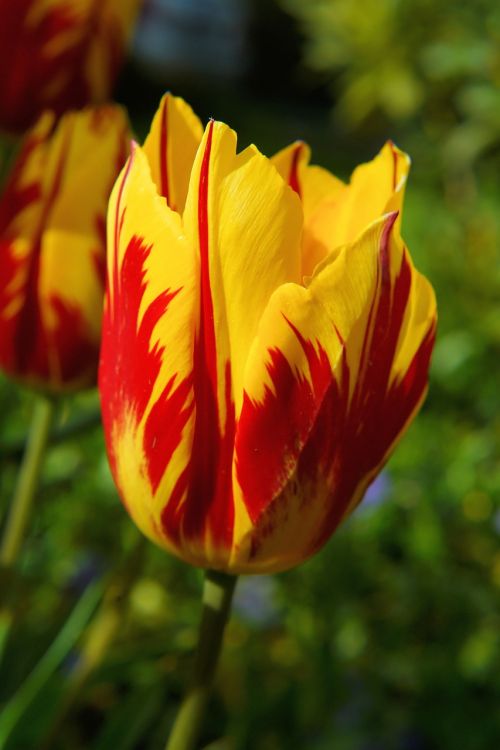 blossom bloom tulip