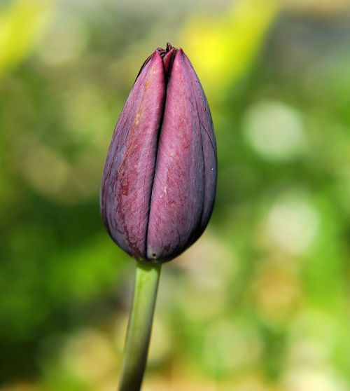 blossom bloom tulip