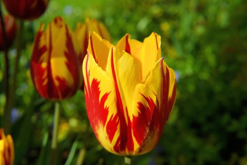 blossom bloom tulip