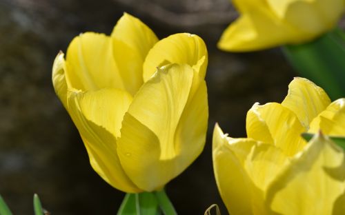 flower tulip blossom