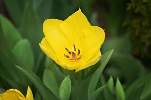 flower tulip plant