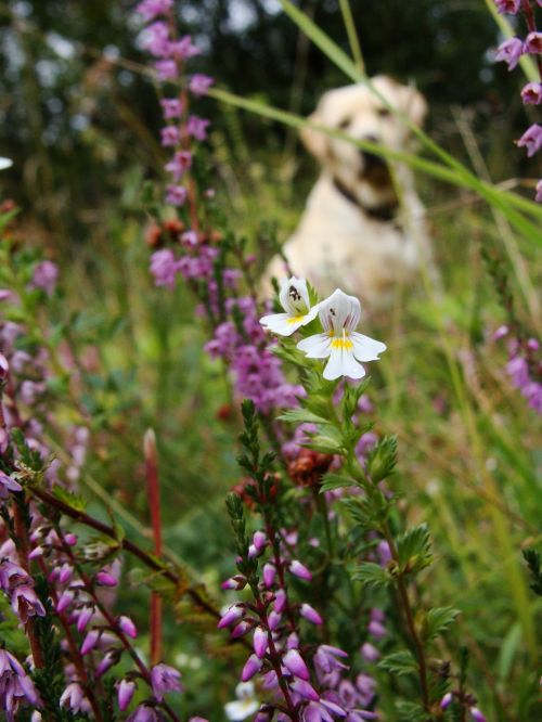 flower summer dog