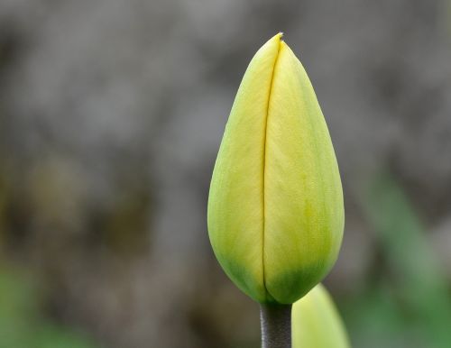 flower tulip closed