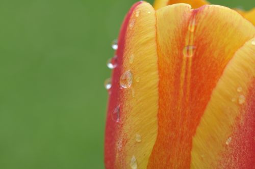 flower tulip blossom