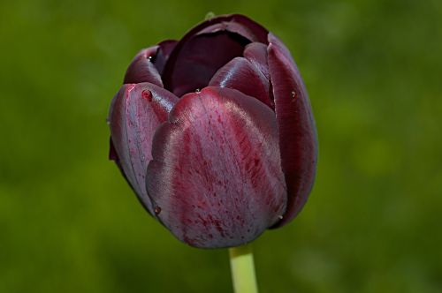 flower tulip schnittblume