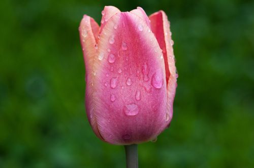flower tulip blossom