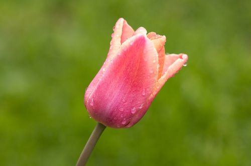 flower tulip spring flower