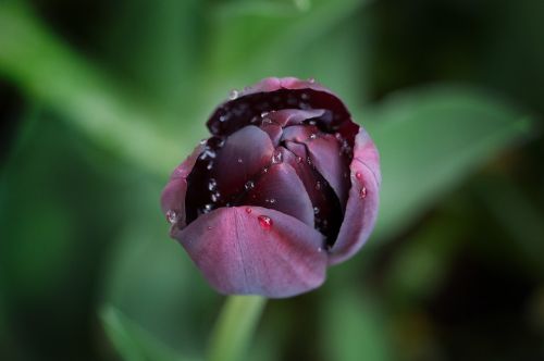 flower tulip plant