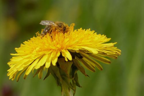 flower dandelion bee