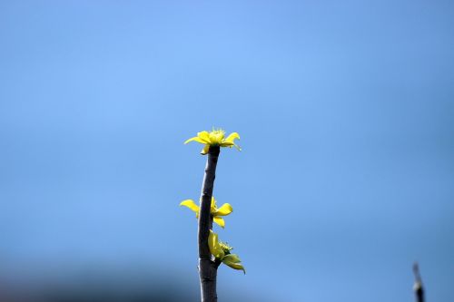 flower macro nature