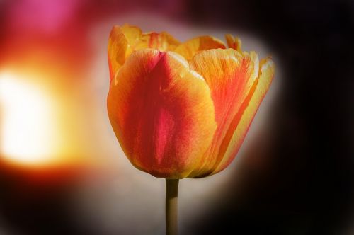 flower tulip blossom