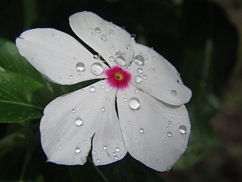 flower nature droplets