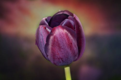 flower tulip purple