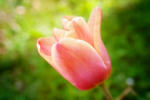 flower tulip blossom