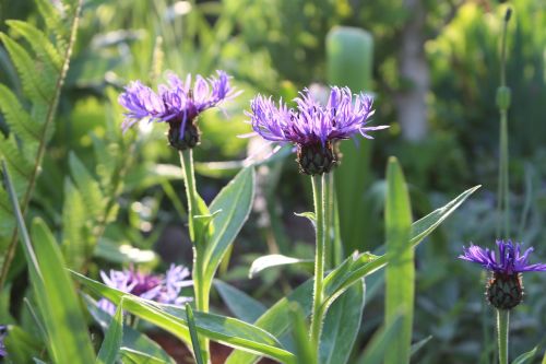 flower purple garden