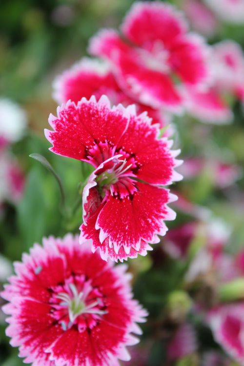 flower red daisy