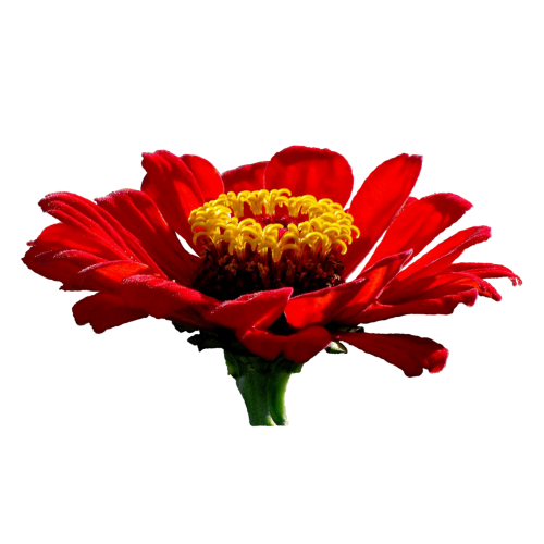 flower zinnia red