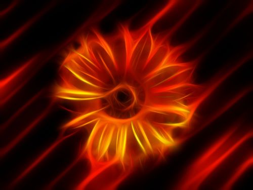 flower fiery abstract