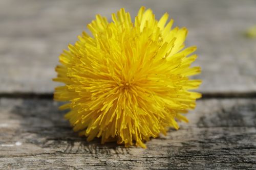 flower yellow dandelion