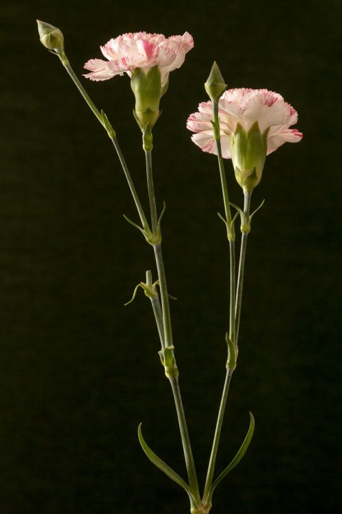 flower carnation pink