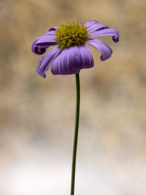 flower small macro