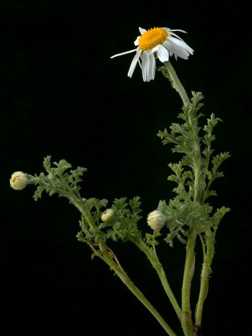 flower white macro