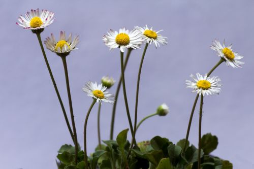 flower daisy macro