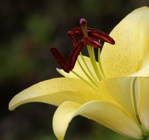 flower macro plant