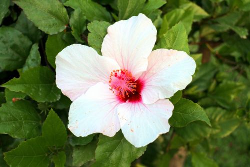 flower plant nature