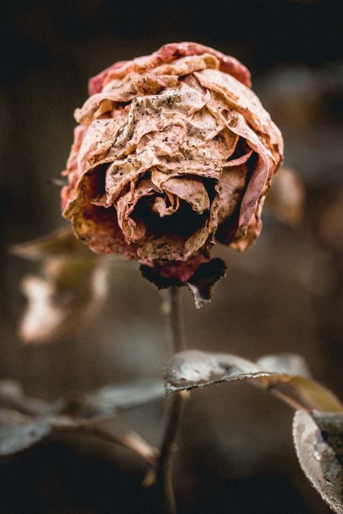 flower rose nature