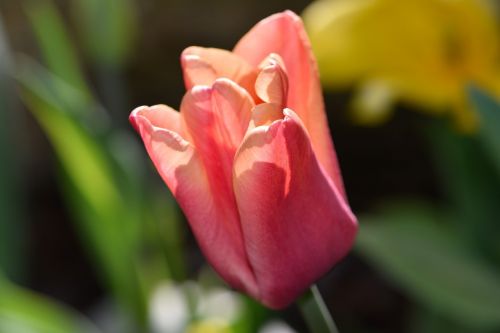 flower tulip spring flower