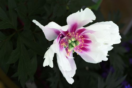 flower plant spring