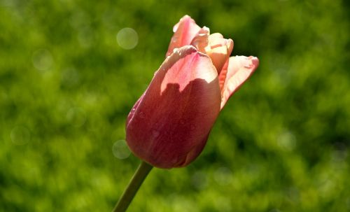 flower tulip schnittblume