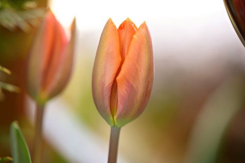 flower tulip pale