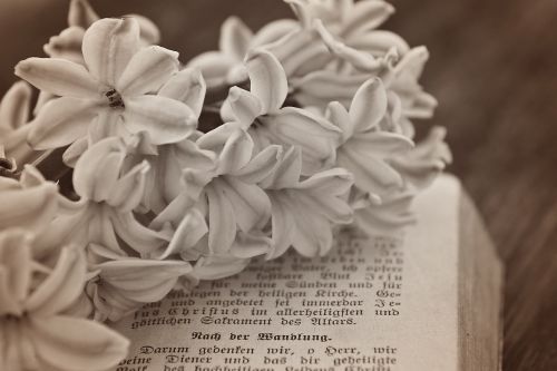 flower hyacinth flowers